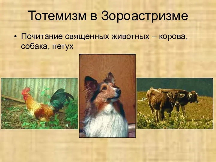 Тотемизм в Зороастризме Почитание священных животных – корова, собака, петух