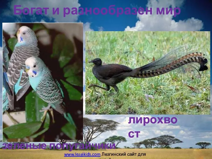 Богат и разнообразен мир птиц лирохвост зеленые попугайчики www.lezgikids.com Лезгинский сайт для детей
