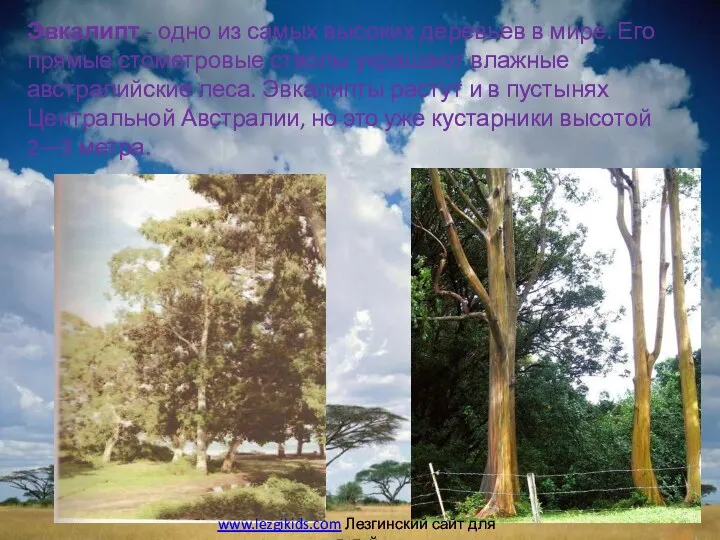 Эвкалипт - одно из самых высоких деревьев в мире. Его прямые стометровые стволы