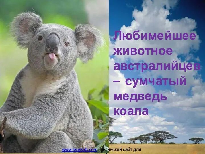 Любимейшее животное австралийцев – сумчатый медведь коала www.lezgikids.com Лезгинский сайт для детей