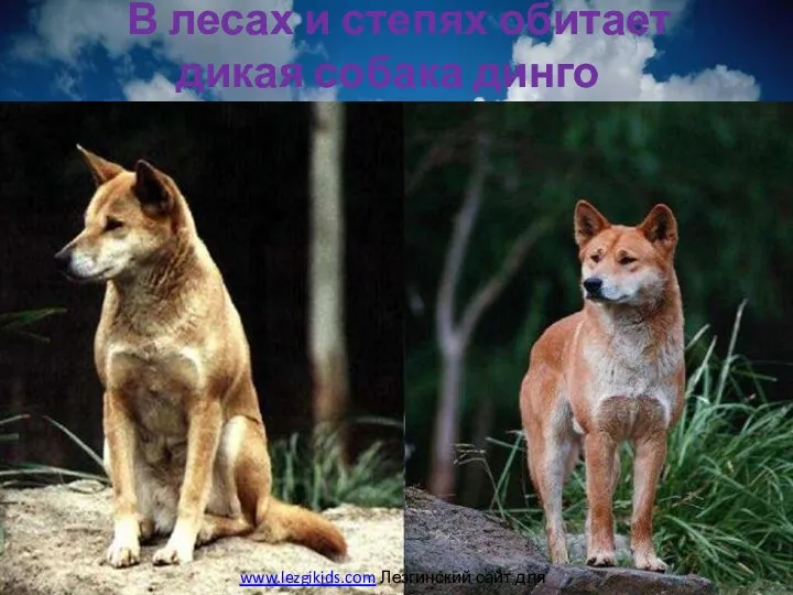 В лесах и степях обитает дикая собака динго www.lezgikids.com Лезгинский сайт для детей