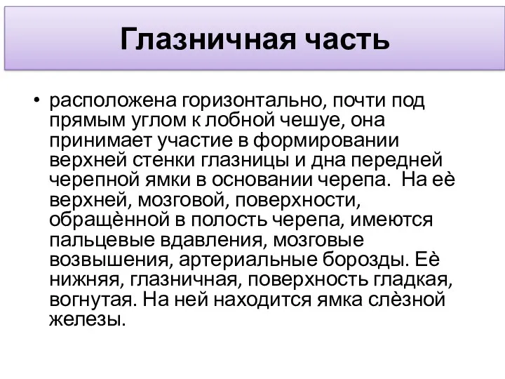 Глазничная часть расположена горизонтально, почти под прямым углом к лобной