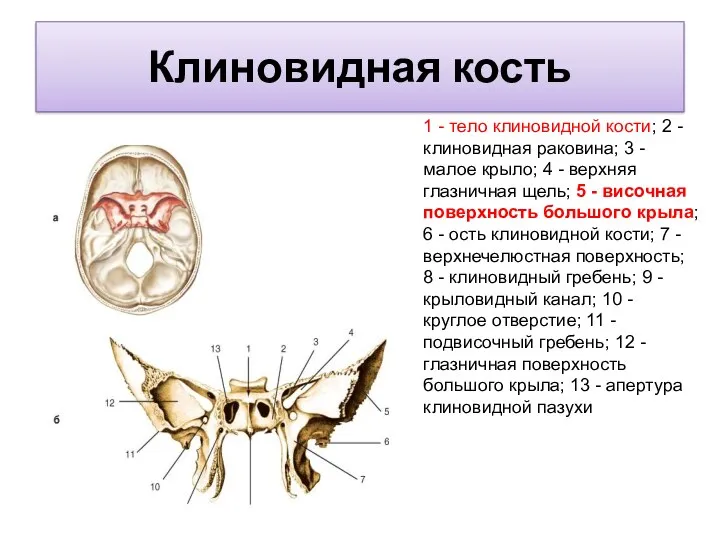 Клиновидная кость 1 - тело клиновидной кости; 2 - клиновидная раковина; 3 -