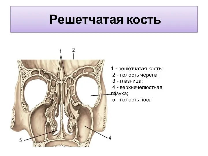 Решетчатая кость 1 - решётчатая кость; 2 - полость черепа; 3 - глазница;