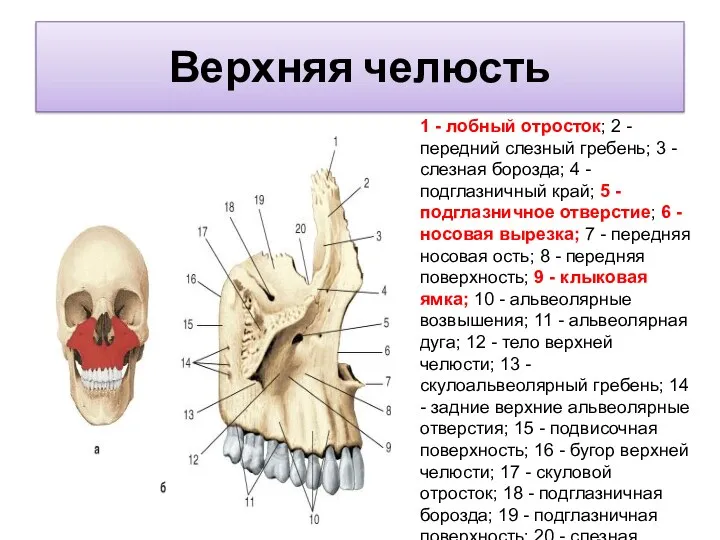 Верхняя челюсть 1 - лобный отросток; 2 - передний слезный гребень; 3 -