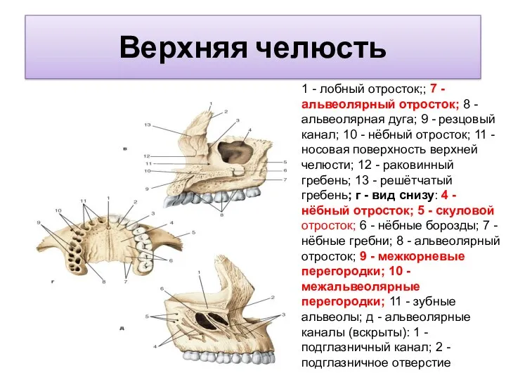 Верхняя челюсть 1 - лобный отросток;; 7 - альвеолярный отросток; 8 - альвеолярная