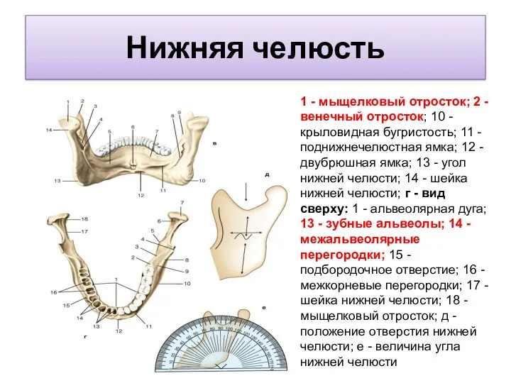 Нижняя челюсть 1 - мыщелковый отросток; 2 - венечный отросток;