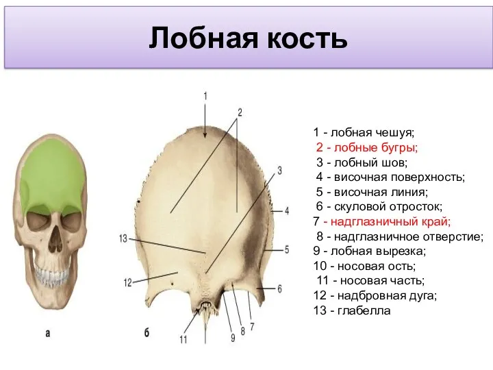 Лобная кость 1 - лобная чешуя; 2 - лобные бугры; 3 - лобный