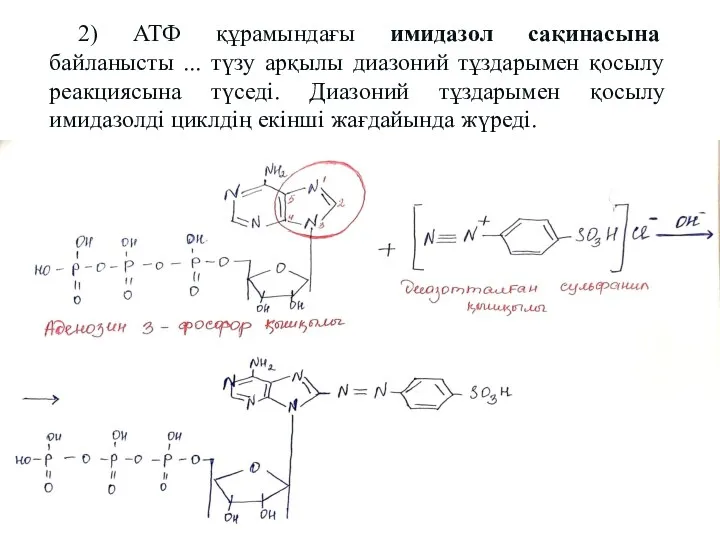 2) АТФ құрамындағы имидазол сақинасына байланысты ... түзу арқылы диазоний