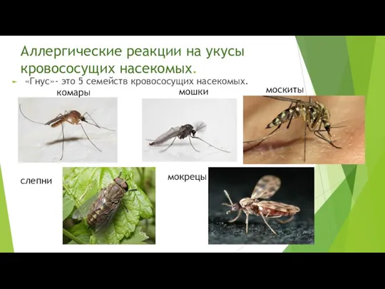 Аллергические реакции на укусы кровососущих насекомых. «Гнус»- это 5 семейств