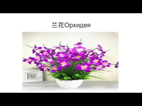 兰花Орхидея