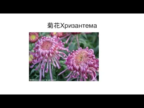 菊花Хризантема