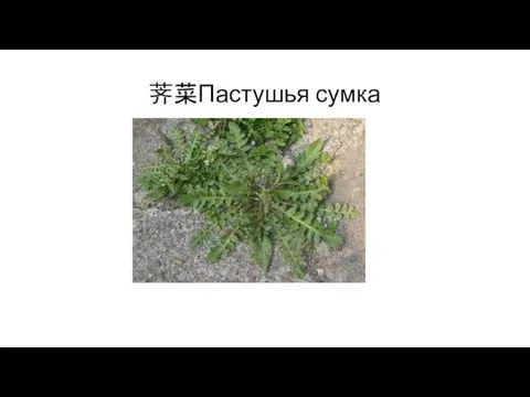 荠菜Пастушья сумка