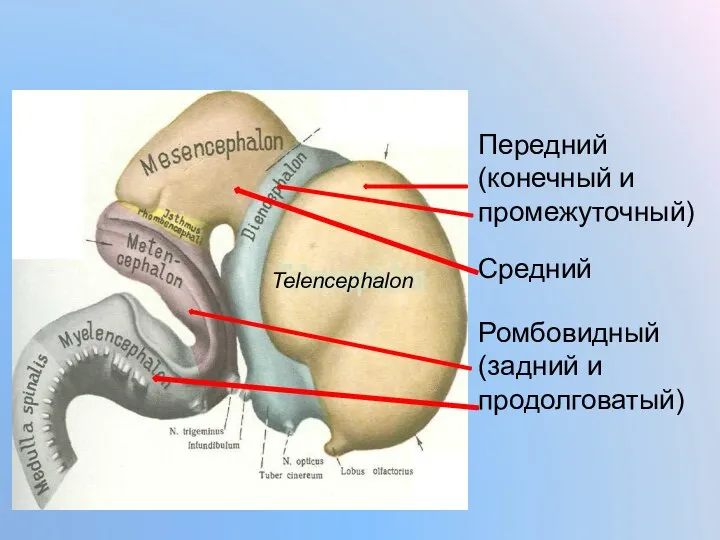 Передний (конечный и промежуточный) Средний Ромбовидный (задний и продолговатый) Telencephalon