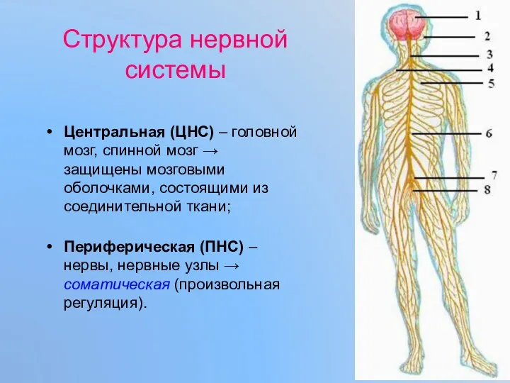 Структура нервной системы Центральная (ЦНС) – головной мозг, спинной мозг → защищены мозговыми
