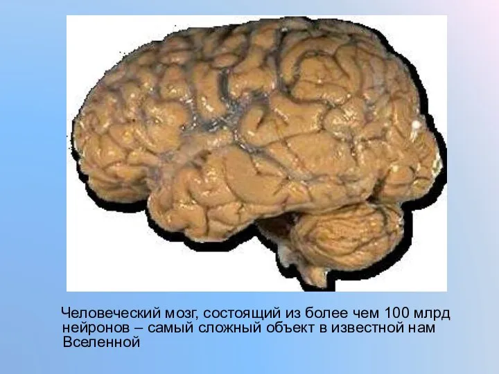 Головной мозг Человеческий мозг, состоящий из более чем 100 млрд нейронов – самый