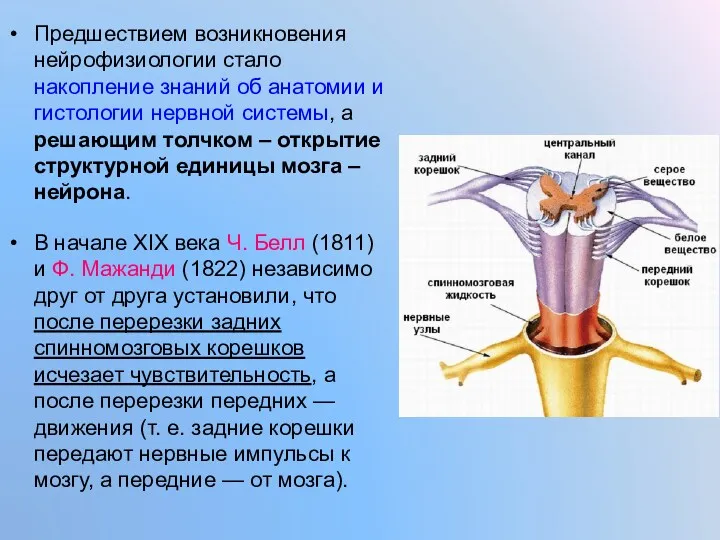 Предшествием возникновения нейрофизиологии стало накопление знаний об анатомии и гистологии нервной системы, а