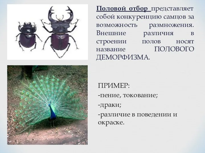 Половой отбор представляет собой конкуренцию самцов за возможность размножения. Внешние