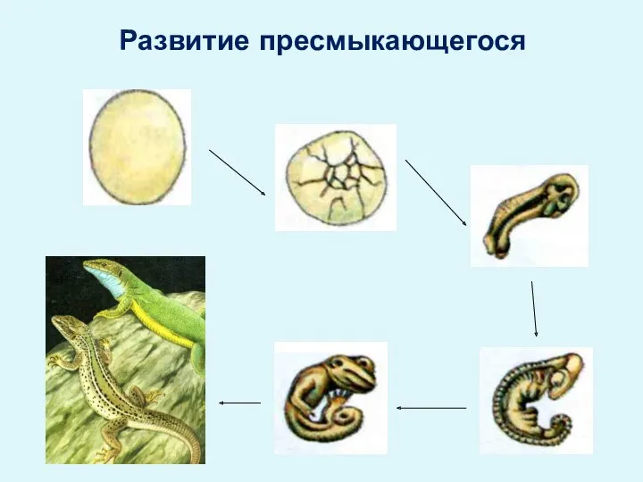 Развитие пресмыкающегося