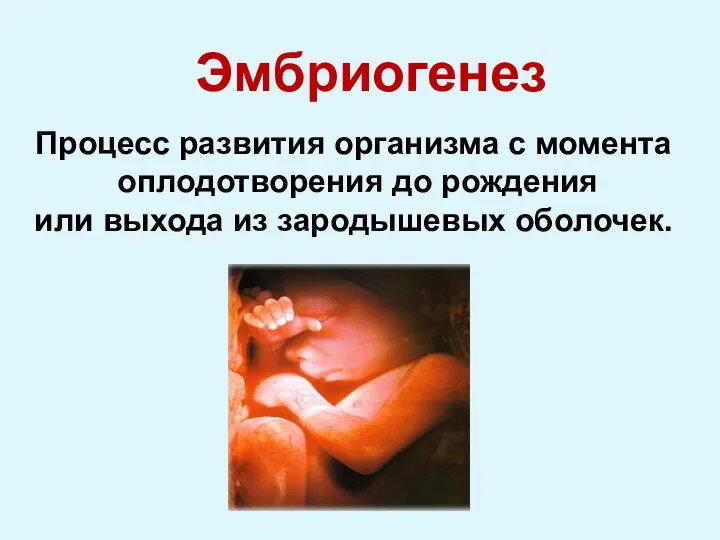 Процесс развития организма с момента оплодотворения до рождения или выхода из зародышевых оболочек. Эмбриогенез