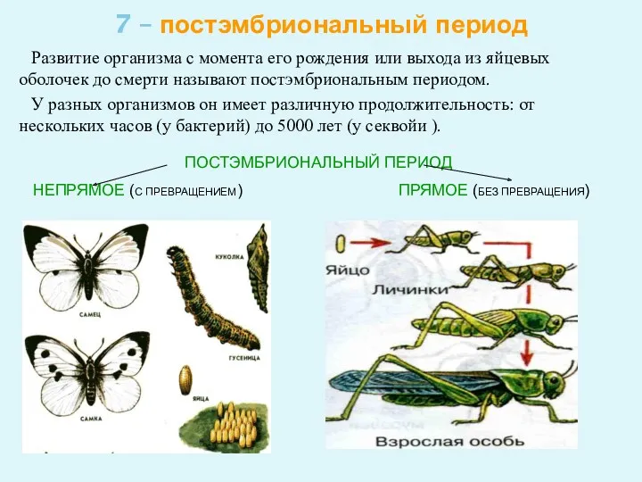 7 – постэмбриональный период Развитие организма с момента его рождения