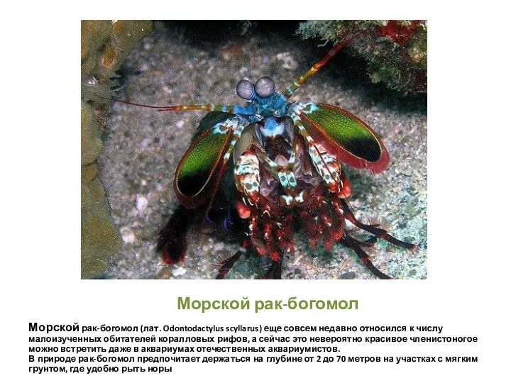 Морской рак-богомол Морской рак-богомол (лат. Odontodactylus scyllarus) еще совсем недавно относился к числу