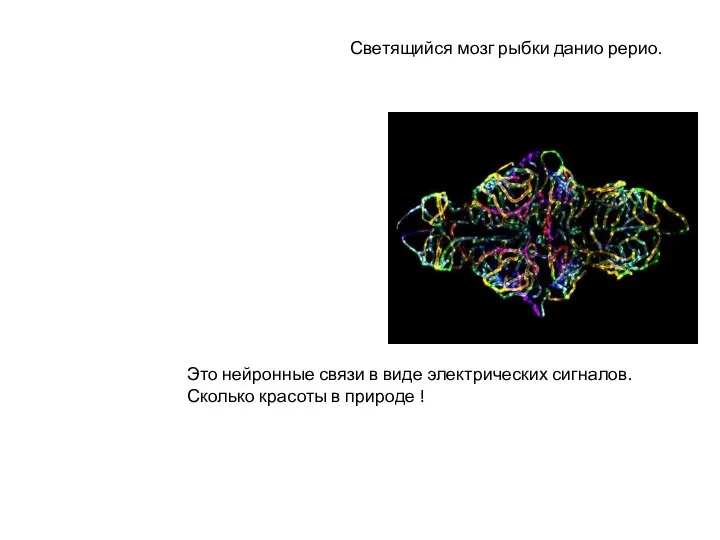 Светящийся мозг рыбки данио рерио. Это нейронные связи в виде электрических сигналов. Сколько