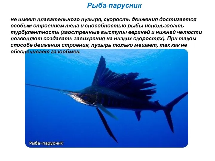 Рыба-парусник не имеет плавательного пузыря, скорость движения достигается особым строением тела и способностью