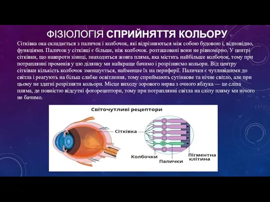 ФІЗІОЛОГІЯ СПРИЙНЯТТЯ КОЛЬОРУ Сітківка ока складається з паличок і колбочок, які відрізняються між