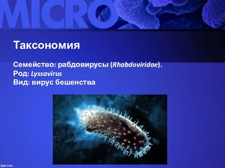 Таксономия Семейство: рабдовирусы (Rhabdoviridae). Род: Lyssavirus Вид: вирус бешенства