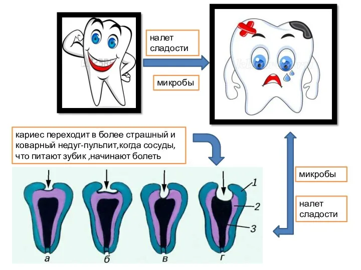 микробы микробы налет сладости налет сладости кариес переходит в более