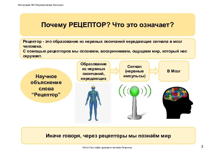 В Мозг Образование из нервных окончаний, передающих Иначе говоря, через