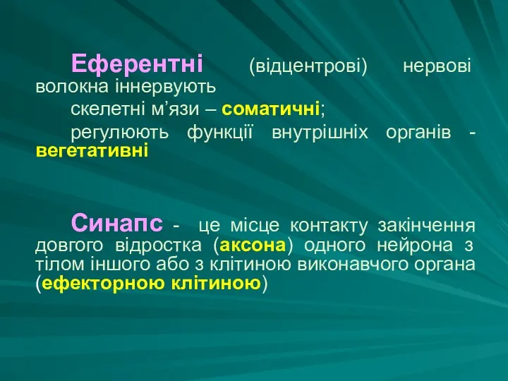 Еферентні (відцентрові) нервові волокна іннервують скелетні м’язи – соматичні; регулюють