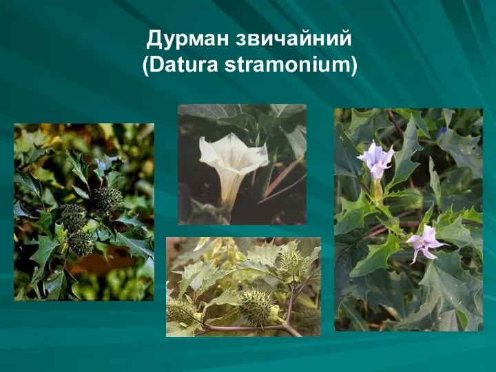 Дурман звичайний (Datura stramonium)