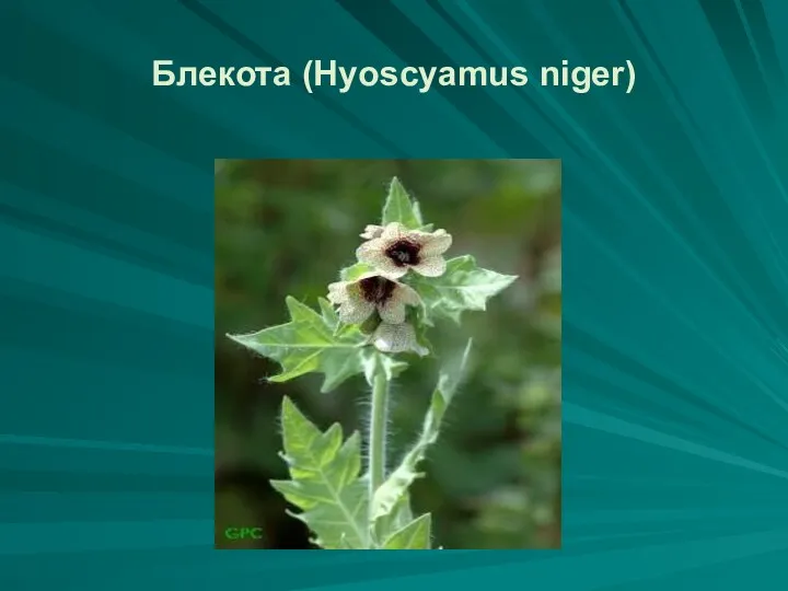 Блекота (Hyoscyamus niger)