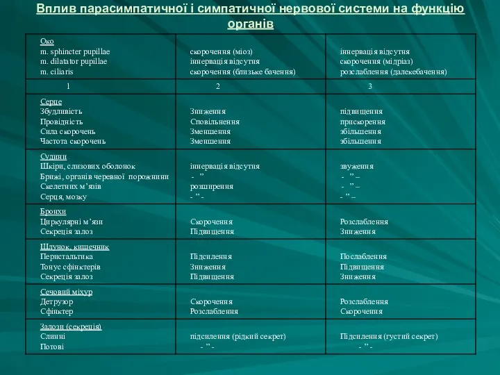 Вплив парасимпатичної і симпатичної нервової системи на функцію органів