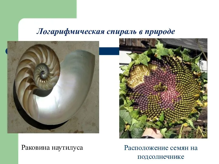 Логарифмическая спираль в природе Расположение семян на подсолнечнике Раковина наутилуса