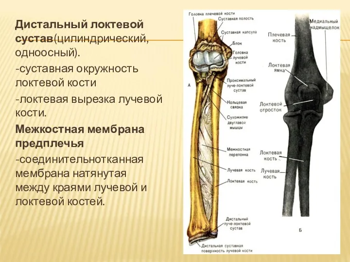 Дистальный локтевой сустав(цилиндрический, одноосный). -суставная окружность локтевой кости -локтевая вырезка