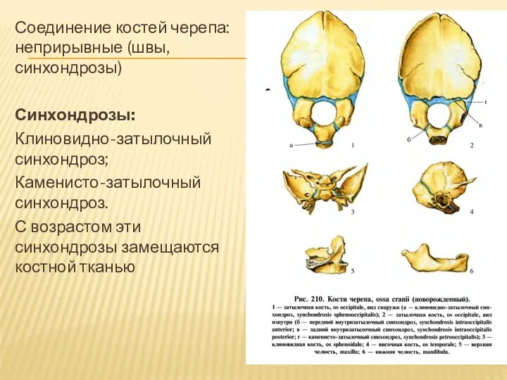 Соединение костей черепа: неприрывные (швы, синхондрозы) Синхондрозы: Клиновидно-затылочный синхондроз; Каменисто-затылочный