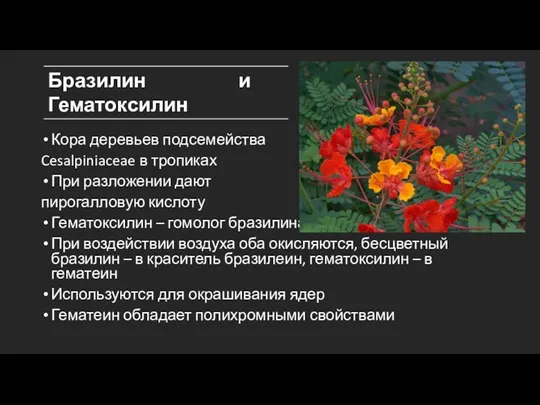 Кора деревьев подсемейства Cesalpiniaceae в тропиках При разложении дают пирогалловую