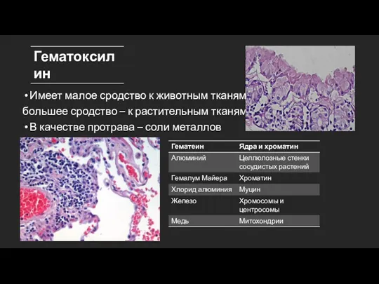 Имеет малое сродство к животным тканям, большее сродство – к