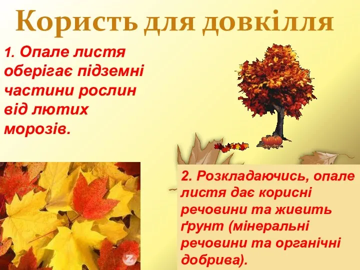 Користь для довкілля 1. Опале листя оберігає підземні частини рослин