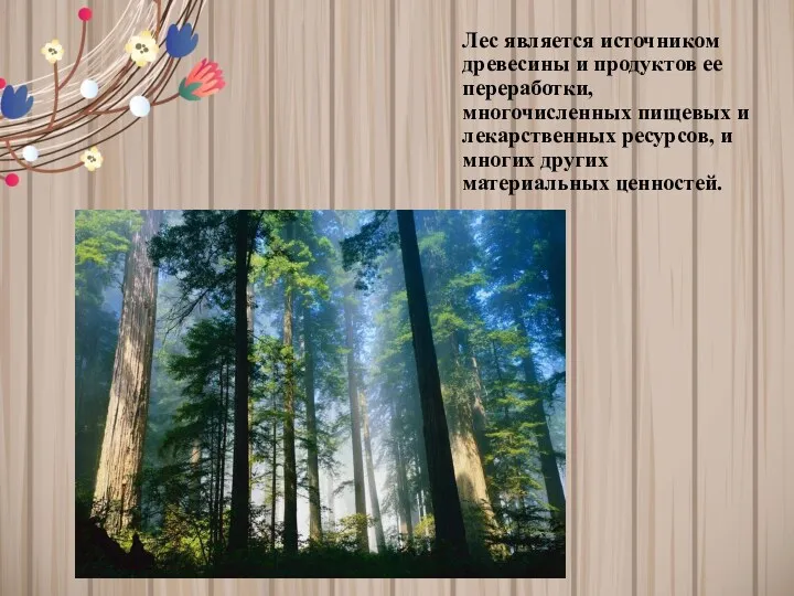Лес является источником древесины и продуктов ее переработки, многочисленных пищевых и лекарственных ресурсов,