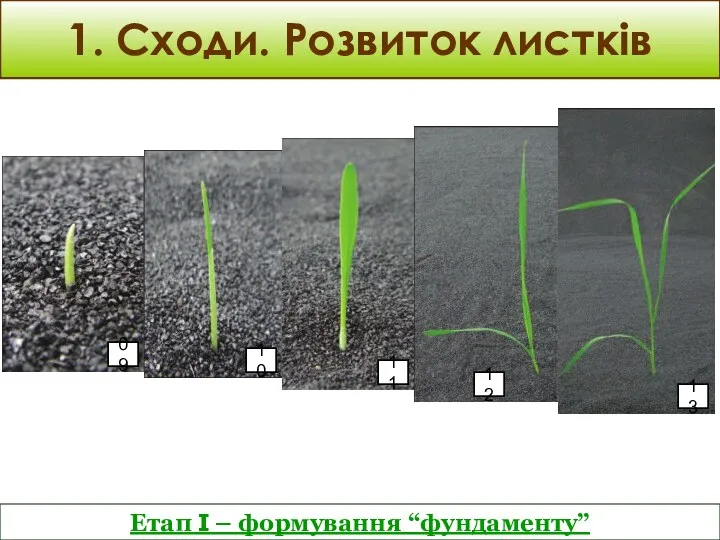 Етап I – формування “фундаменту” 1. Сходи. Розвиток листків 09 12 11 10 13