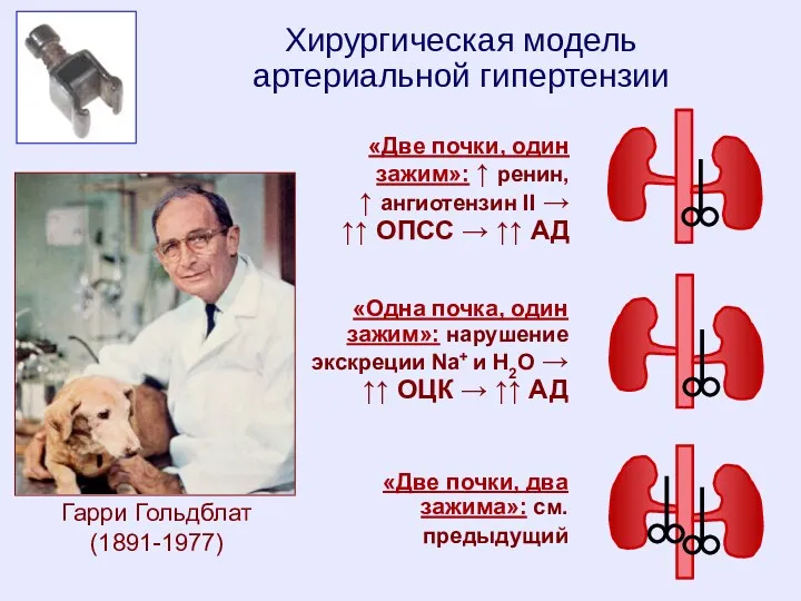 Гарри Гольдблат (1891-1977) Хирургическая модель артериальной гипертензии «Две почки, один зажим»: ↑ ренин,