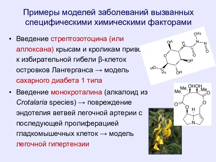 Примеры моделей заболеваний вызванных специфическими химическими факторами Введение стрептозотоцина (или аллоксана) крысам и