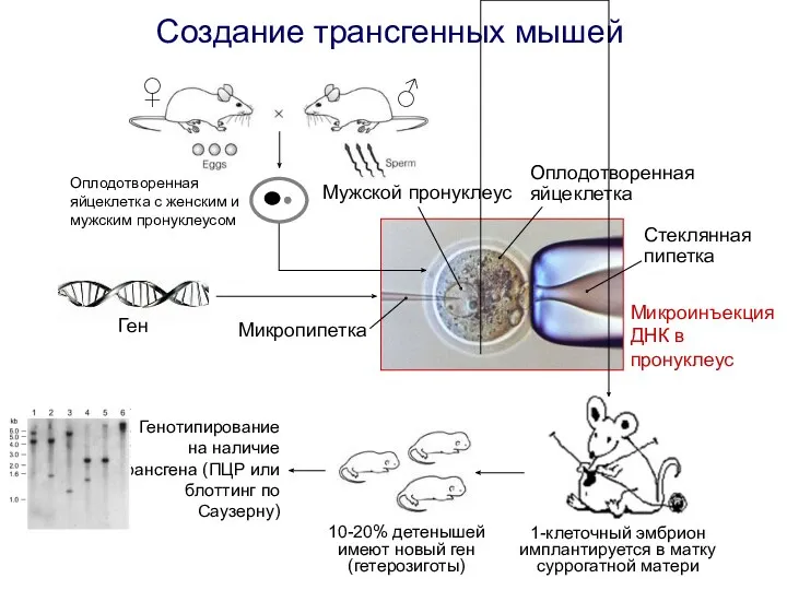 Создание трансгенных мышей Оплодотворенная яйцеклетка с женским и мужским пронуклеусом
