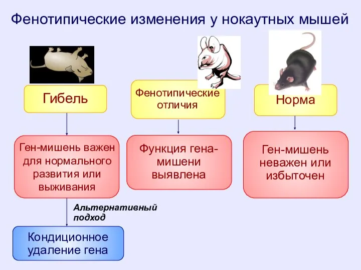 Фенотипические изменения у нокаутных мышей Гибель Фенотипические отличия Норма Ген-мишень важен для нормального