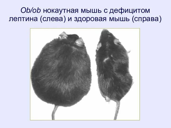 Ob/ob нокаутная мышь с дефицитом лептина (слева) и здоровая мышь (справа)