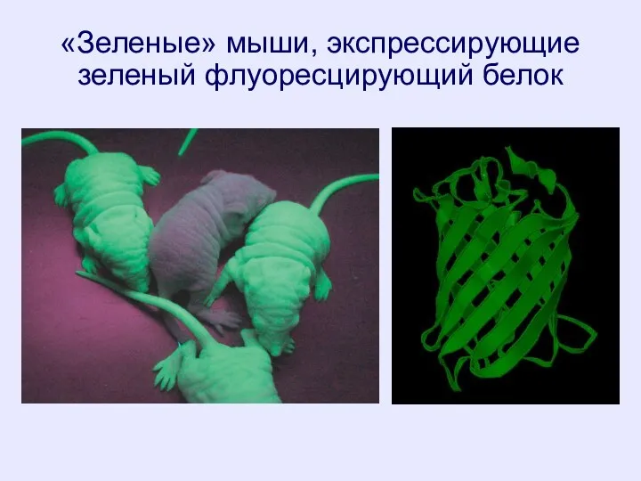 «Зеленые» мыши, экспрессирующие зеленый флуоресцирующий белок